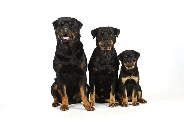 DOG. Rottweiler puppy sitting next to two adult rottweilers sitting