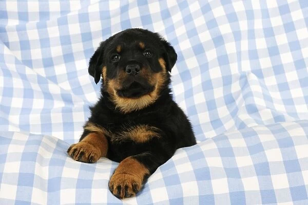 DOG. Rottweiler puppy sitting down on blanket