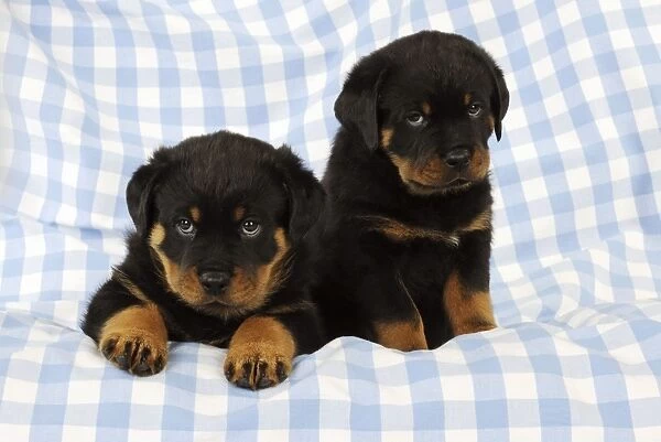 DOG. Rottweiler puppy sitting next to puppy laying down on blanket