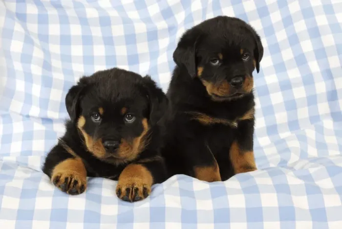Framed Print : DOG. Rottweiler puppy sitting next to puppy laying down on blanket Framed Print : DOG. Rottweiler puppy sitting next to puppy laying down on blanket