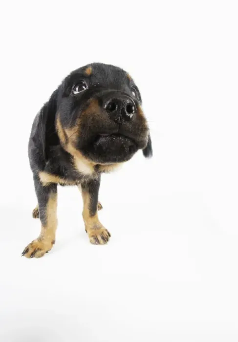Framed Print : DOG. Rottweiler puppy sniffing screen Framed Print : DOG. Rottweiler puppy sniffing screen