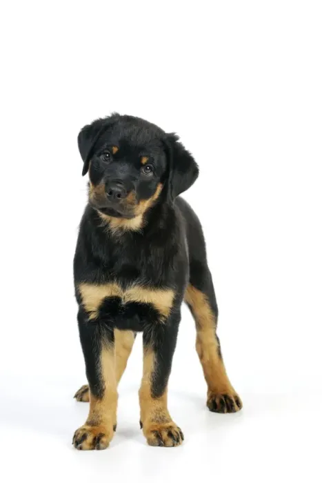 Framed Print : DOG. Rottweiler puppy standing Framed Print : DOG. Rottweiler puppy standing
