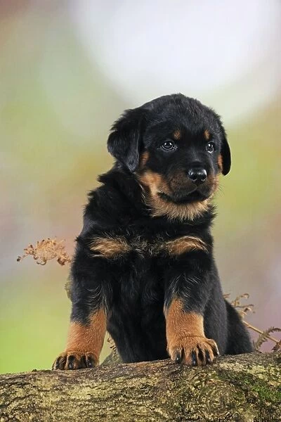 DOG. Rottweiler puppy standing on log
