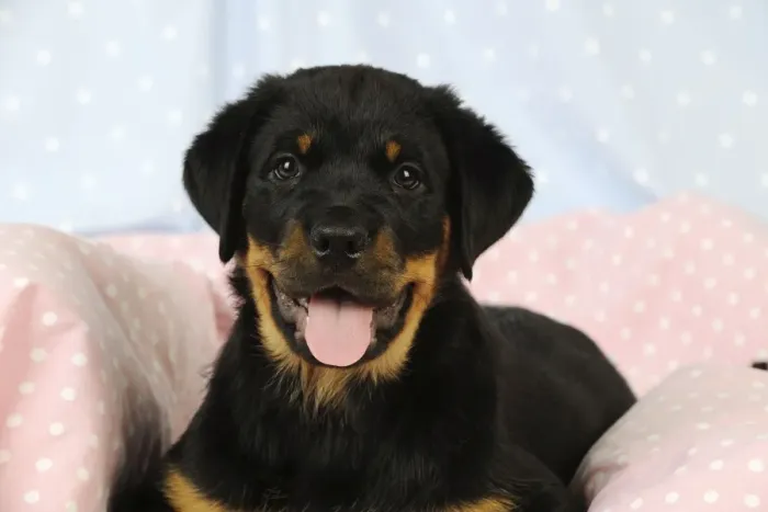 Framed Print : DOG. Rottweiler puppy with tongue out laying down on blanket Framed Print : DOG. Rottweiler puppy with tongue out laying down on blanket