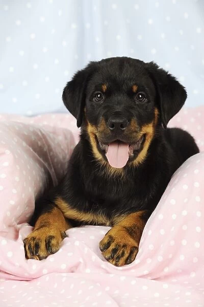 DOG. Rottweiler puppy with tongue out laying down on blanket