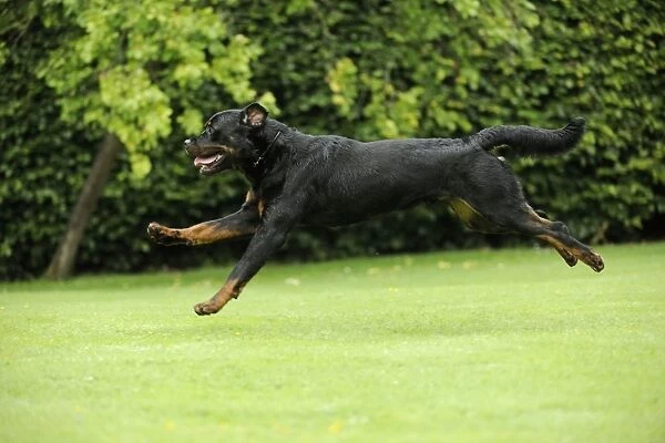 Dog - Rottweiler running
