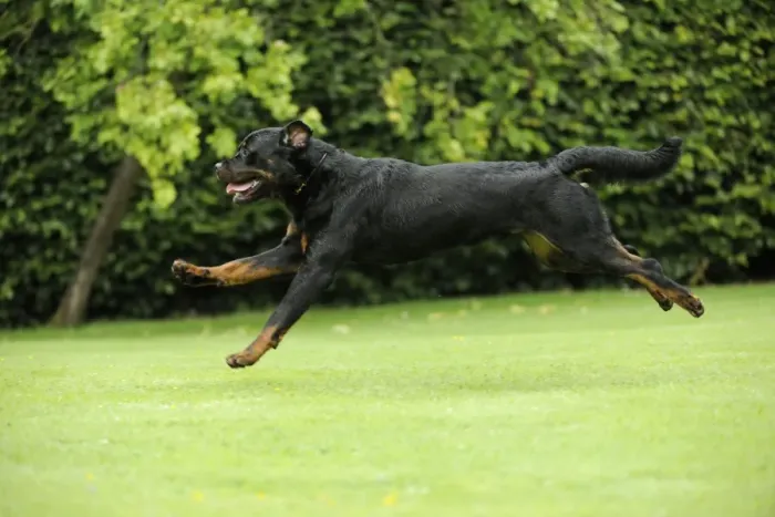 Framed Print : Dog - Rottweiler running