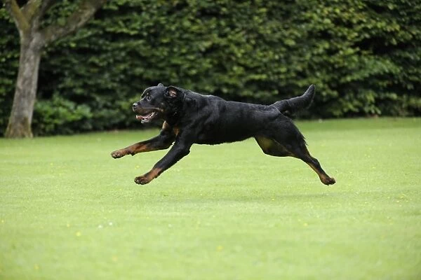 Dog - Rottweiler running