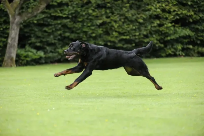 Framed Print : Dog - Rottweiler running Framed Print : Dog - Rottweiler running