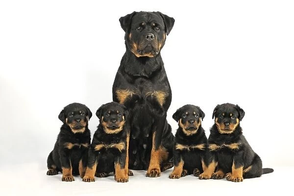 DOG. Rottweiler sat with four rottweiler puppies