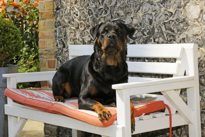 Framed Print : Dog - Rottweiler sitting on bench Framed Print : Dog - Rottweiler sitting on bench