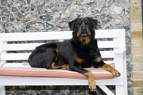 Dog - Rottweiler sitting on bench