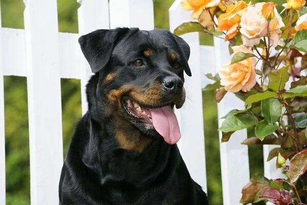 Dog - Rottweiler sitting by fence