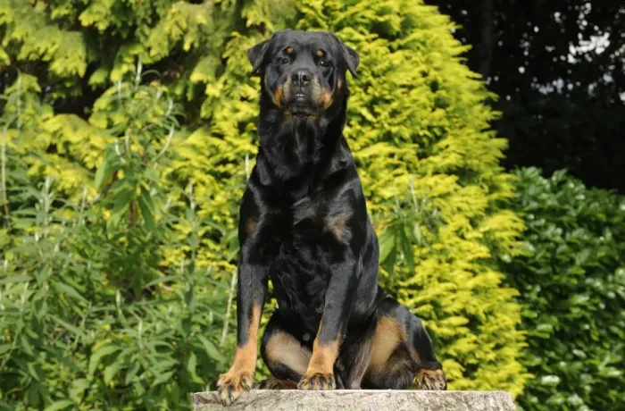 Framed Print : Dog - Rottweiler sitting on tree stump Framed Print : Dog - Rottweiler sitting on tree stump