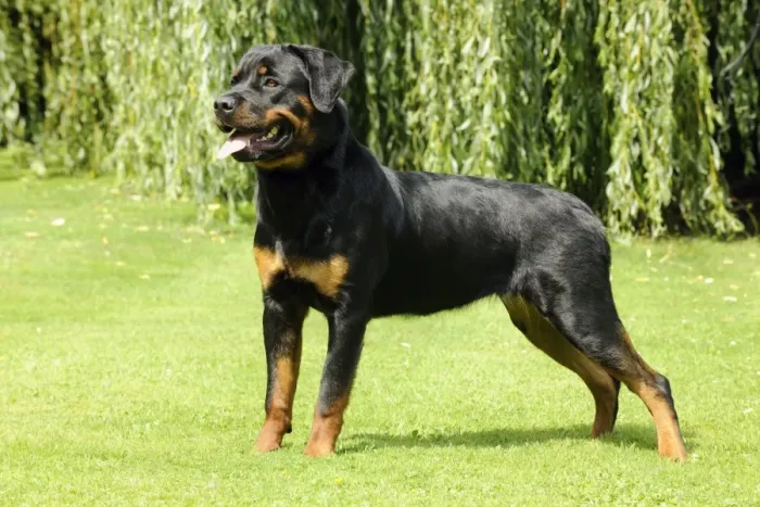 Framed Print : Dog - Rottweiler standing on grass Framed Print : Dog - Rottweiler standing on grass