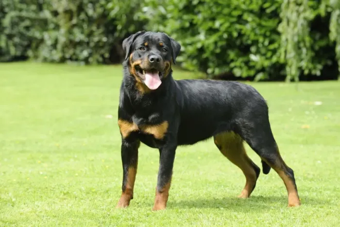 Framed Print : Dog - Rottweiler standing on grass Framed Print : Dog - Rottweiler standing on grass