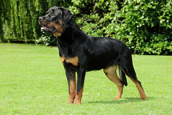 Dog - Rottweiler standing on grass