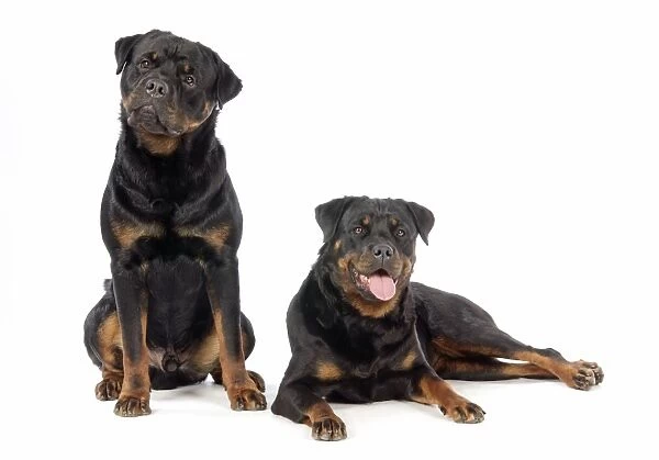DOG. Two rottweilers
