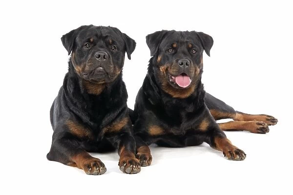 DOG. Two rottweilers laying down