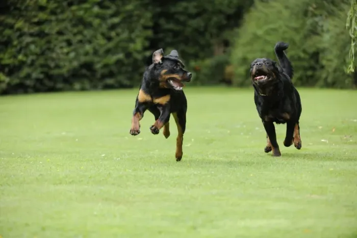 Framed Print : Dog - Rottweilers running Framed Print : Dog - Rottweilers running