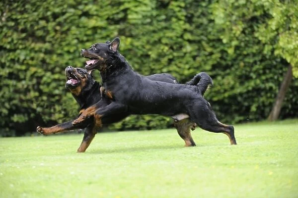 Dog - Rottweilers running