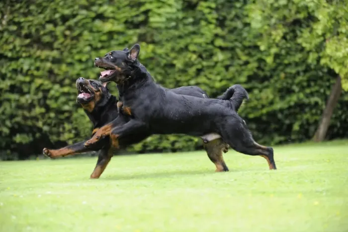 Framed Print : Dog - Rottweilers running Framed Print : Dog - Rottweilers running