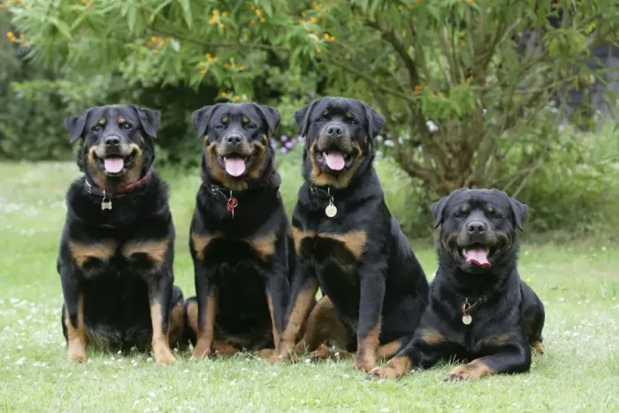 Framed Print : Dog - Rottweilers sitting down together Framed Print : Dog - Rottweilers sitting down together
