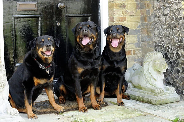 Dog - Rottweilers sitting by door
