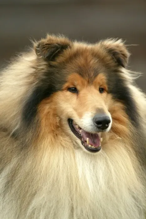 Framed Print : Dog - Rough Collie Framed Print : Dog - Rough Collie