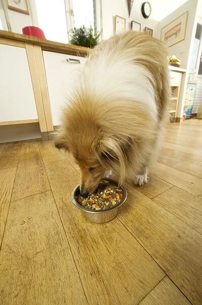 Dog - Rough Collie - eating dog food from bowl in kitchen