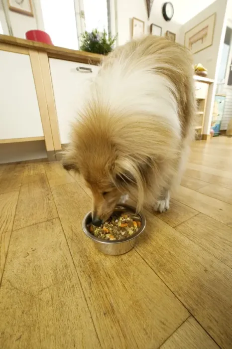 Framed Print : Dog - Rough Collie - eating dog food from bowl in kitchen Framed Print : Dog - Rough Collie - eating dog food from bowl in kitchen