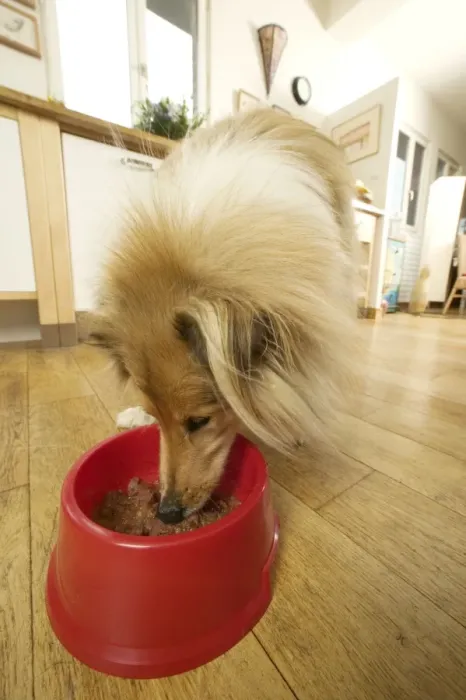 Framed Print : Dog - Rough Collie - eating dog food from bowl in kitchen Framed Print : Dog - Rough Collie - eating dog food from bowl in kitchen