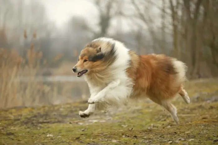 Framed Print : Dog - Rough Collie - running Framed Print : Dog - Rough Collie - running