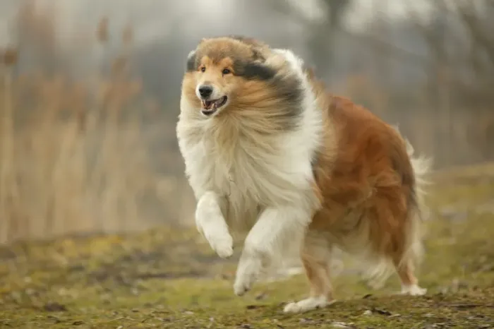 Framed Print : Dog - Rough Collie - running Framed Print : Dog - Rough Collie - running