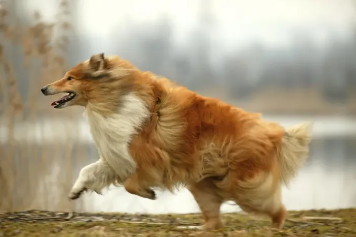 Framed Print : Dog - Rough Collie - running Framed Print : Dog - Rough Collie - running