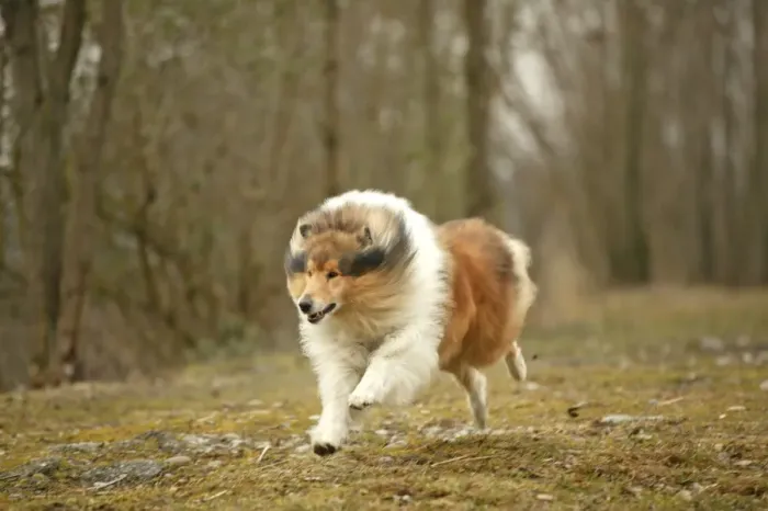 Framed Print : Dog - Rough Collie - running Framed Print : Dog - Rough Collie - running