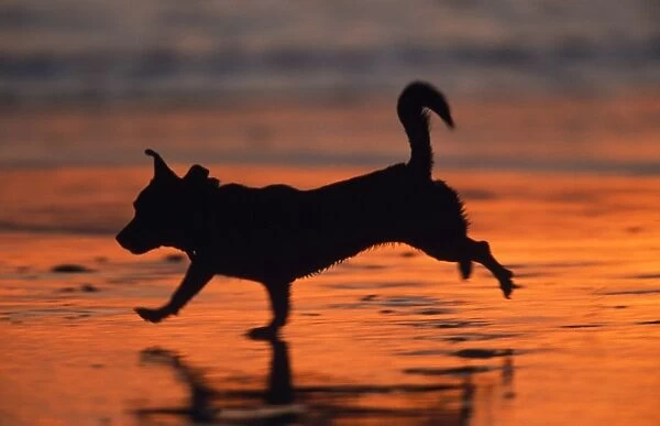 Dog - running on beach at sunset
