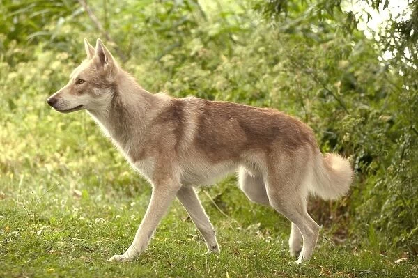 Dog - Saarloos Wolfhound