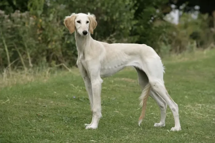 Framed Print : DOG. Saluki Framed Print : DOG. Saluki