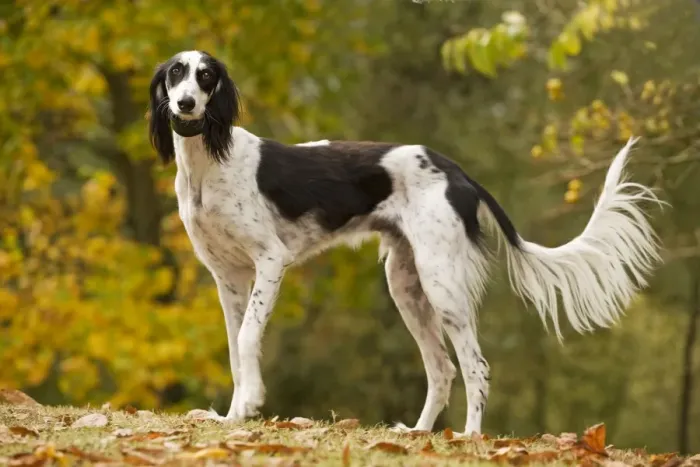 Framed Print : Dog - Saluki Framed Print : Dog - Saluki