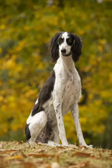 Framed Print : Dog - Saluki