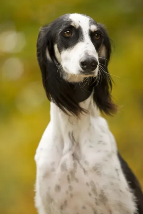 Framed Print : Dog - Saluki Framed Print : Dog - Saluki