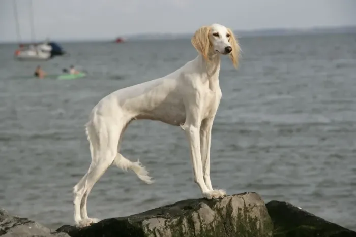 Framed Print : DOG. Saluki at the waters edge Framed Print : DOG. Saluki at the waters edge