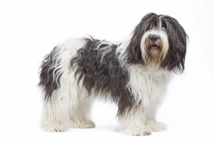 Framed Print : Dog - Schapendoes or Dutch Sheepdog in studio