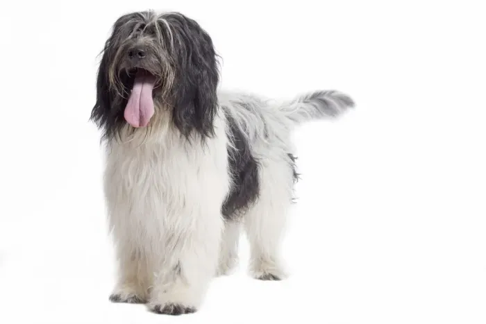 Framed Print : Dog - Schapendoes or Dutch Sheepdog in studio