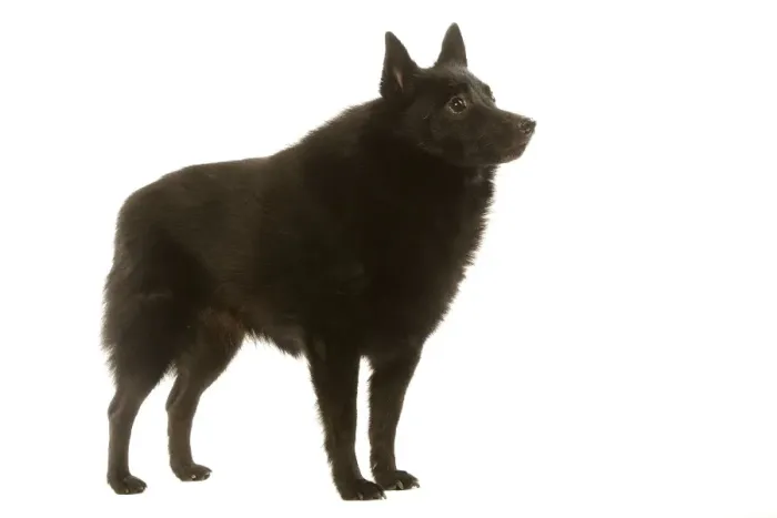 Framed Print : Dog - Schipperke Framed Print : Dog - Schipperke