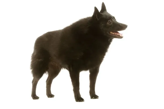 Framed Print : Dog - Schipperke Framed Print : Dog - Schipperke