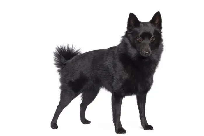 Framed Print : Dog - Schipperke Framed Print : Dog - Schipperke