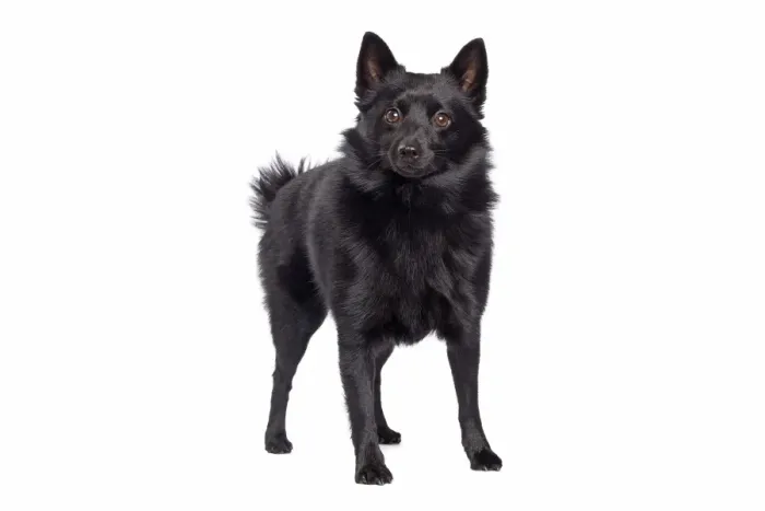 Framed Print : Dog - Schipperke in studio Framed Print : Dog - Schipperke in studio