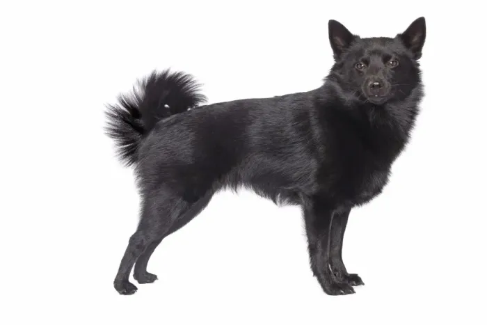 Framed Print : Dog - Schipperke in studio Framed Print : Dog - Schipperke in studio